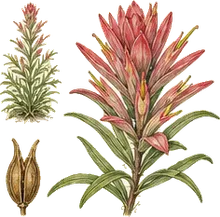 Rosy Paintbrush