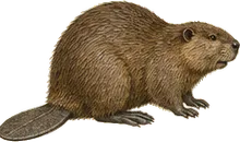 North American Beaver