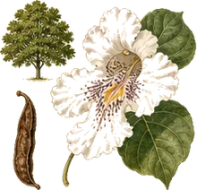 Northern Catalpa