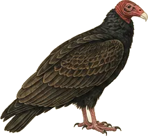 Turkey Vulture
