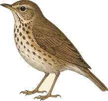 Swainson's Thrush