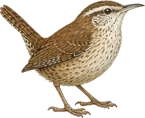 Canyon Wren
