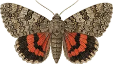 Darling Underwing