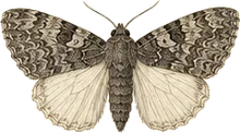 White Underwing