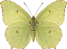 Statira Sulphur