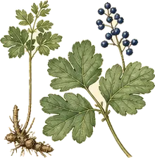 Blue Cohosh