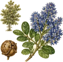 Blueblossom