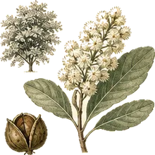 Snowbrush