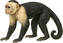 Panamanian White-faced Capuchin