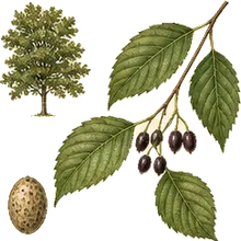 Common Hackberry
