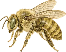 Pallid Bee