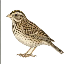 Baird's Sparrow