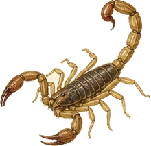 Arizona Bark Scorpion
