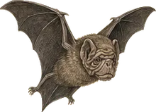 Wrinkle-faced Bat