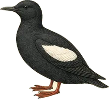 Pigeon Guillemot