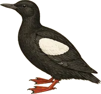 Black Guillemot