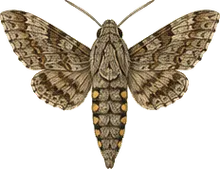 Elm Sphinx