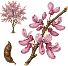 Eastern Redbud