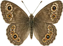 Common Wood-Nymph