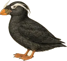 Rhinoceros Auklet