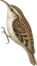 Brown Creeper