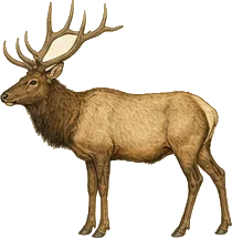 Tule Elk