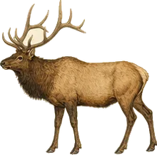 Roosevelt Elk