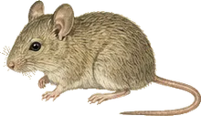 Hispid Pocket Mouse