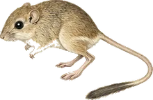 Desert Pocket Mouse