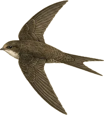 Vaux's Swift
