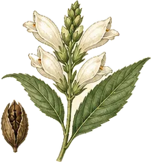White Turtlehead