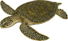 Green Sea Turtle
