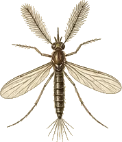 Midge
