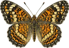 Bordered Patch