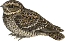 Common Nighthawk