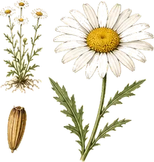 Oxeye Daisy
