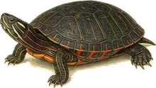 Painted Turtle