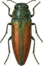 Flat-headed Apple Tree Borer