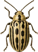 Cottonwood Leaf Beetle