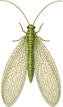 Gold-eyed Lacewing
