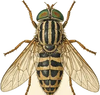 Striped Deer Fly