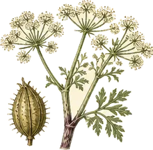 Spotted Water Hemlock