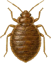 Bed Bug
