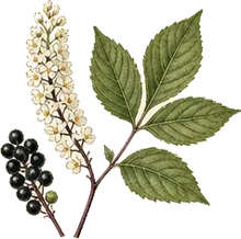 Black Cohosh