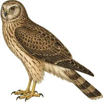 Northern Harrier