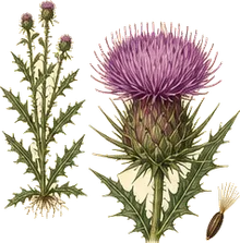 Tall Thistle