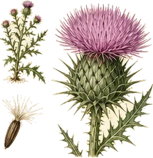 Field Thistle