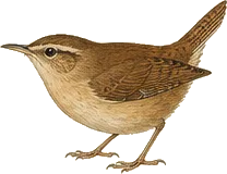 Marsh Wren