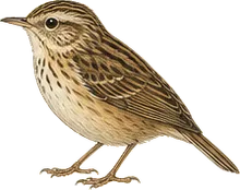 Sedge Wren