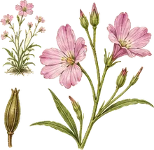 Elegant Clarkia